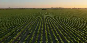 Early morning agricultural fields with young crops, symbolizing proactive farming in a changing spring.