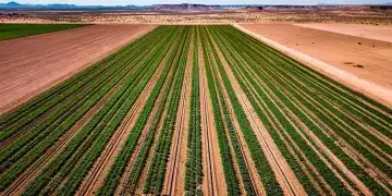 Drip irrigation system in a large US agricultural field, showcasing water efficiency