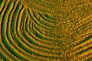 US Crop Yields